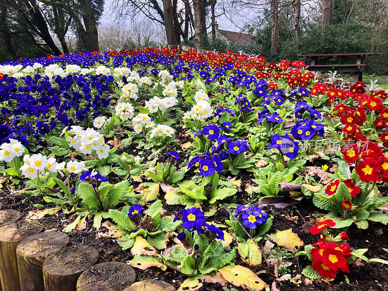 公园花园的冬季花坛上有紫色、白色、红色和黄色的报春花/报春花